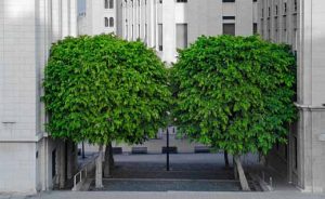 bomen in verboden zone